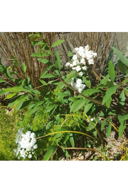 Spiraea Cantoniensis Lanceata